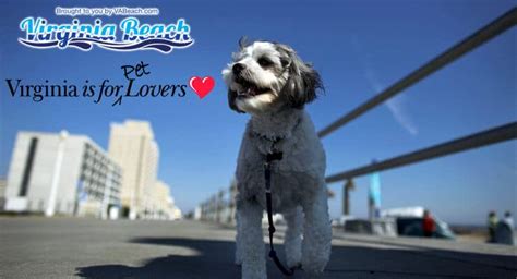 On average adoption fees are much less than you'd pay a va beach breeder, or pet store. Pets + Virginia Beach = Paradise! Virginia Beach is ...