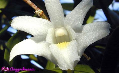 Selain dengan cara digantung, tanaman ini bisa digunakan untuk merambati pagar dan tembok rumah anda. Ciri Tanaman Anggrek Dendrobium - Anggrek | Orchids