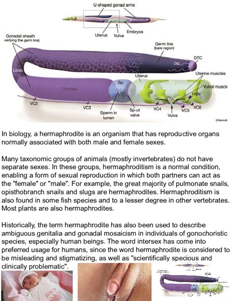 (of a competition, etc.) between the sexes. Bookemon: Human Hermaphrodite Reproductive System | Book 430496