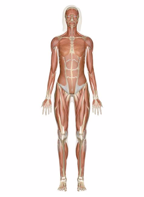 The muscular system is an organ system consisting of skeletal, smooth and cardiac muscles. Muscular System - Muscles of the Human Body