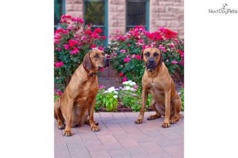 4,290 likes · 6 talking about this. Ridgeback Puppies: Rhodesian Ridgeback puppy for sale near Phoenix, Arizona. | 28e9d1a6-0f81