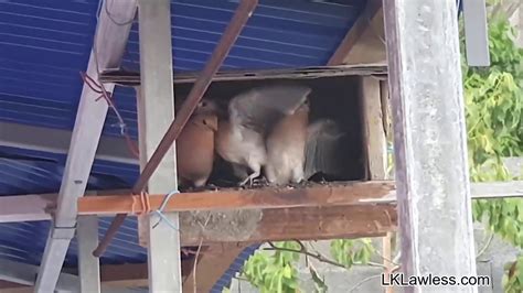 I wonder if he ever had to go into a wildlife rescue, how would they feed. Feeding baby mourning doves - YouTube