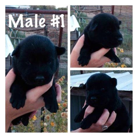 It might just be you lucky day. AKC Lab Puppies For Sale for Sale in Mineral Wells, Texas ...