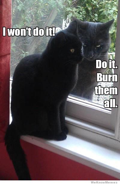 What do black widows look like? Smol dump | Funny animal pictures, Animal jokes, Cat memes