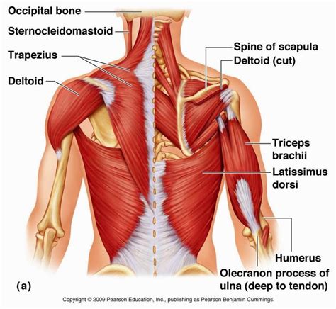 The dominant muscle in the upper chest is the pectoralis major. Pin by Leslie Constantino on Anatomy - Torso | Human body ...