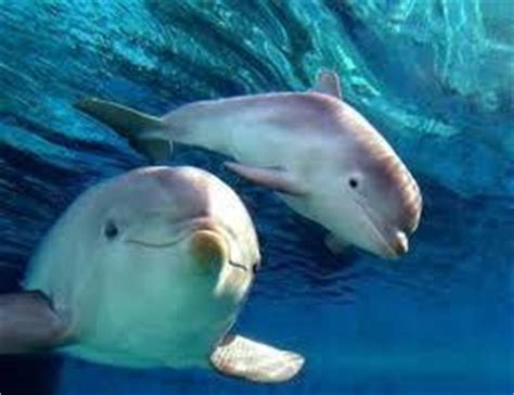 Изучайте релизы de dolfijntjes на discogs. leuk om te weten | Dolfijntjes.jouwweb.nl