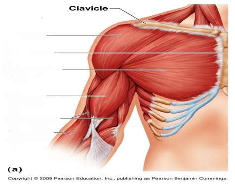 Biceps brachii is one of the three muscles found in the anterior compartment of the arm. Name Muscles In Arm : Skeletal muscles of the torso and ...