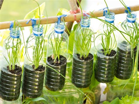Propagation means removing part of the parent plant and using that as the new growth. 6 Ways To Make Use Of Old Bottles - Boldsky.com