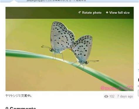 The site owner hides the web page description. ヤマトシジミ : 【福島原発事故】各地の奇形や異変報告 - NAVER ...