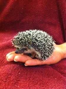 Exotic Pets You Can Own In Florida