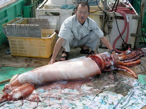 Selbst heute finden sich in fachbüchern vielfach falsche angaben zur größe. Giant squid in Japan : ANormalDayInJapan