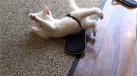 Kitten gets head stuck in popcorn bag. Cute Kitten stuck in a sandal - YouTube