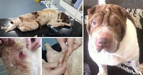 And now you have some heartrending decisions to make. Beaten dog saved by charity moments before being put to ...