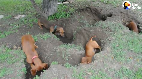 Fall guys is a fun, fun game to play with your friends. Dachshunds Dig The Best Holes | The Dodo - YouTube