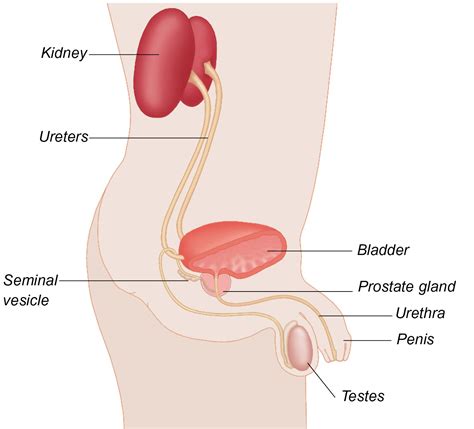 Some men do not have symptoms at all. Prostate Cancer Facts - Prostate Cancer Research Centre