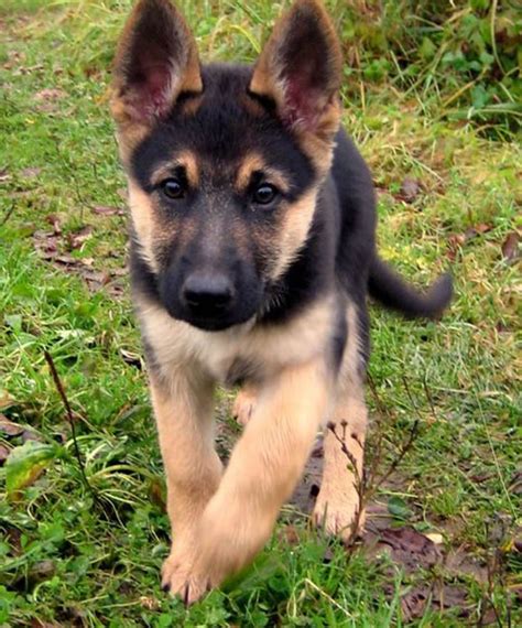 Sitting on white background, ears up. Pin on Lovely Animals