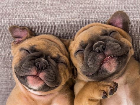 French Bulldog Lifespan- How Long Does This Breed Live ...