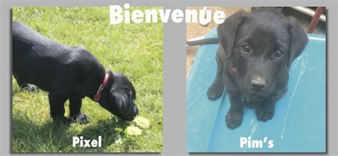 Sommeil de chien pixel art vecteur peintures murales tableaux confortable chiot animal myloview fr. Bienvenue à Pim's et Pixel - deux nouveaux futurs chiens ...