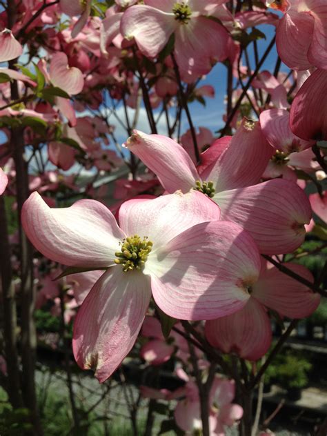 15 to 30 feet spread: Pink Flowering Dogwood | Dogwood, Plants, Pink