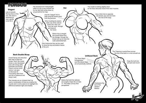 Orientation and landmarks to memorize. Tutorial: Torsos 1 by Bambs79 on DeviantArt | My Style ...