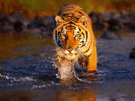 Find the best best desktop backgrounds hd on wallpapertag. Best Desktop HD Wallpaper - Tiger HD wallpapers