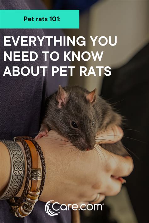 At animal house, every patient is treated like a member of our own family. Pet rats 101: Everything you need to know about owning ...