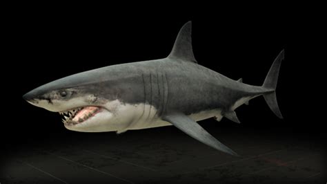 Gopro captures great white shark 'smiling for the camera'. The Great White Shark | PBS LearningMedia