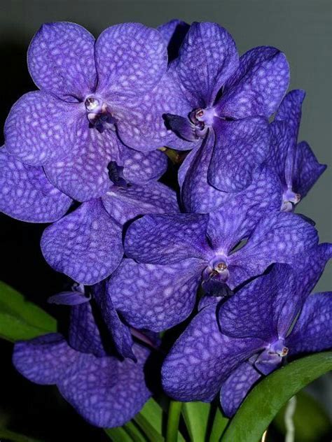 Does 1800flowers use local florists. Pin by Peter Hradil on Kvety | Vanda orchids, Orchid ...