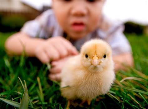 Kanan umat islam haruslah selektif dalam. Shazika Shahrim: Halal atau haram ayam yang kita makan?