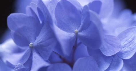 The google news initiative is our effort to work with the news industry to help journalism thrive in the digital age. Hiving Out: simple blue hydrangea