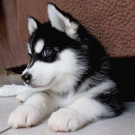 A great place for video content of all kinds. Wolf look-alike Siberian Husky (ninja.vom.wolfstor ...