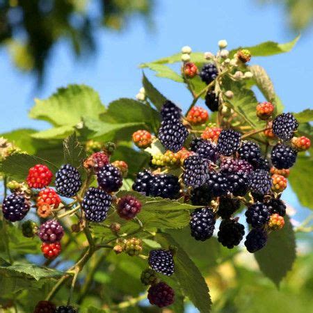 We have a working blackberry, fruit and vegetable farm producing. Live Thornless Blackberry Plants (Set of 2) at Joss and ...