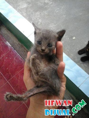 Kucing ini tergolong kucing yang cantik, oleh karena itu harga kucing anggora tergolong mahal. Dijual Kucing Anggora Mix Persia Medium, Usia 2bulan ...