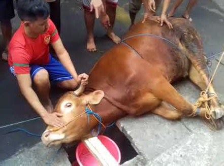 Hadits tentang qurban, pengertian qurban, hukum dan keutamaan qurban, tata cara qurban, waktu pelaksanaan kurban, waktu penyembelihan qurban, usaha pendekatan diri dari seorang hamba kepada penciptanya dengan jalan menyembelih binatang ternak. #Konsultasi Syariah. Penjelasan Lengkap Seputar Hewan ...