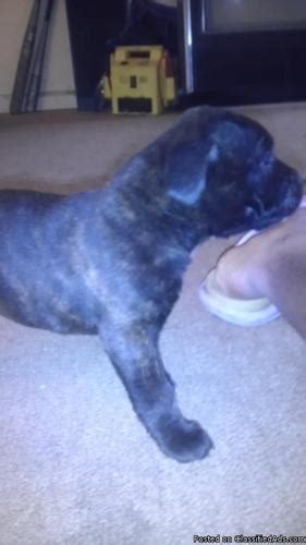 Pomeranian puppies pomeranian puppy for sale pomeranian puppies indiana akc pomeranian puppies pomeranian indiana. Gotti/Razors Edge XL Pitbull Puppies for Sale in Gary ...