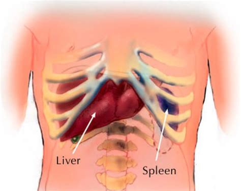 The human abdomen is divided into quadrants and regions by anatomists and physicians for the purposes of study, diagnosis, and treatment. Location and Pictures of Different Organs In The Abdomen ...