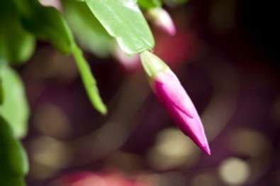 Leaves dropping from christmas cactus: Weihnachtskaktus-Knospen fallen - Knospen-Tropfen auf ...