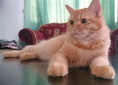 Cerita rakyat dongeng kerajaan : Harga Ubat Kucing Klinik Kerajaan 2015 | Kujie2.com