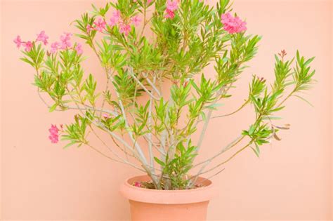 Mittlerweile habe ich aber viele erfahrungen gesammelt und die optimale pflege für meinen oleander gefunden. Oleander einpflanzen » Wann, wie und wo geht das?