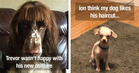 This is especially true if you want to give something thoughtful but still useful. Dog Owners Who Tried To Groom Their Best Friends While In ...