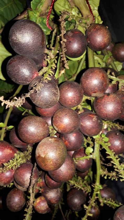 Download now download 12 clipart buah durian www buahaz com. Top Gambar Sketsa Buah Nangka | Sketsabaru