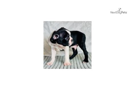 Boston terriers have a muscular body with erect pointy ears. Max: Boston Terrier puppy for sale near Akron / Canton ...