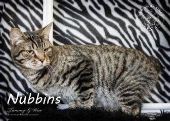 Browse kitties > munchkin > listings. Nubins Manx Kitten Male for Sale in Roseburg, Oregon ...