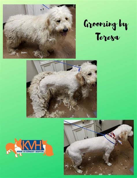 My dog came home looking beautiful. Pet Grooming in Krum, TX | Krum Veterinary Hospital