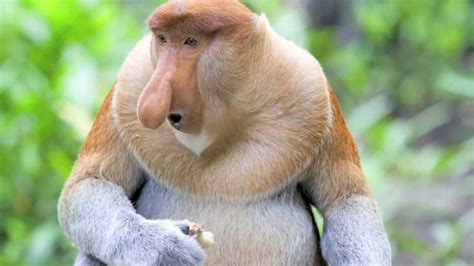 So cute and small, they could fit in the palms of your hands! Proboscis monkey - Wild Indonesia - YouTube