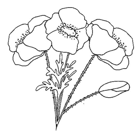 Coquelicots, coquelicots d'islande, bouquet de mariée, ,mariage buquet crepe paper flower téléchargez ces vecteur premium sur bouquet de fleur de coquelicot dessin illustration., et. COQUELICOT : Coloriage Coquelicot en Ligne Gratuit a imprimer sur COLORIAGE TV