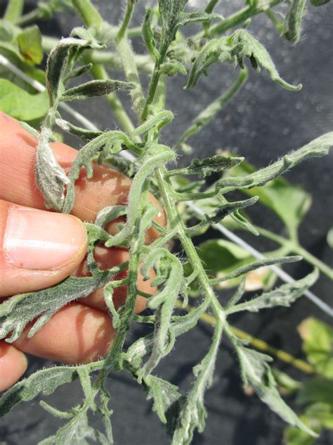 Twisted and distorted leaves, often with a much reduced leaf area. Tomato Leaf Curling | Purdue University Vegetable Crops ...