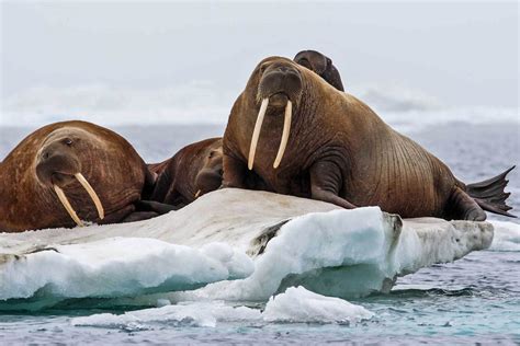 They dive underwater and use their whiskers to detect female walruses give birth to their young, called calves, during their migration in the springtime. Sindhaghotek arrow teeth are very terrible - Reddit