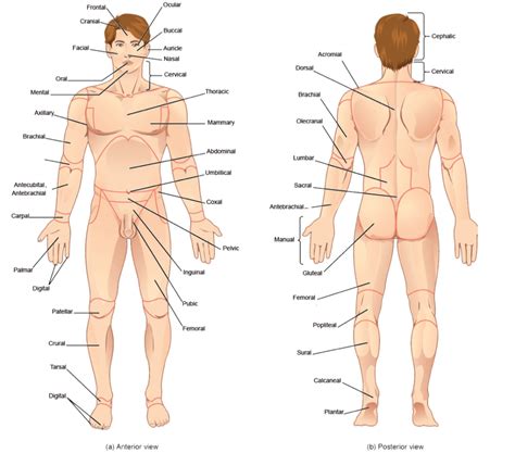 Anatomical names especially the basle nomina anatomica (bna). Anatomical Vocabulary | Human Anatomy and Physiology Lab ...