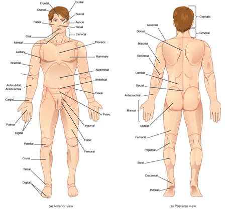 It was chosen to make sure that when we are using descriptions of the human body, we are all talking about the same thing and not getting confused. Anatomical Vocabulary | Human Anatomy and Physiology Lab ...